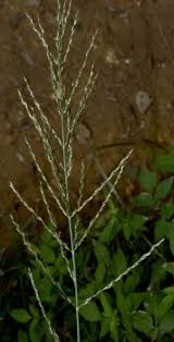 Image result for Arundinella nepalensis
