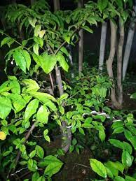 Tanaman ini memiliki nama lain yaitu water jasmine, scared buddhist, wild water plum. Jual Bahan Bonsai Anting Putri Daun Hijau Di Lapak Dhella Flora Bukalapak