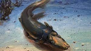 unique platypus fish fossil found in australian reef ancient fish fish fossil ancient animals