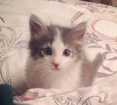 Top 50+ famous cat names inspired by books. Pin On Cats