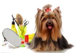 Maybe you would like to learn more about one of these? Ilmu Pengetahuan 8 Dog Grooming Pictures