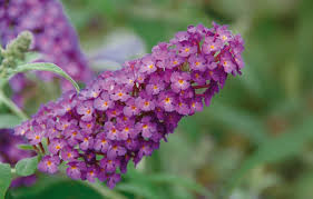 Image result for Buddleja davidii