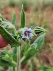 Image result for Trichodesma physaloides
