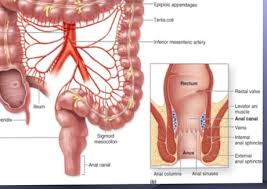 The small intestine is a long, highly convoluted tube in the digestive system that absorbs about 90% of the nutrients from the food we eat. Second Life Marketplace Maruti Textures Gross Anatomy Of Colon Medical Drawing Teaching Chart Texture Full Perm