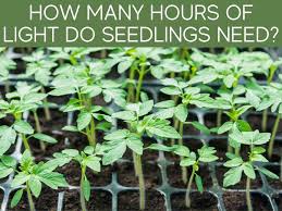 While natural light offers the full spectrum of color, grow lights for seedlings provide consistency to get your seedlings off to a good start. How Long Should You Leave Grow Lights On Greenhouse Today