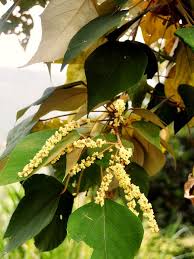 Image result for Neoboutonia melleri