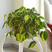 Indoor Plants For Low Light Easy Care Indoor Plants Philodendron Plant Plants