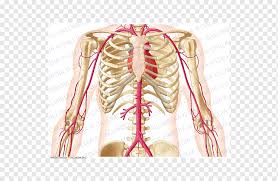 The arteries of the anterior and posterior compartments of the arm are branches of the brachial the diagram also shows that the brachial artery terminates just below the elbow joint as the radial and. Subclavian Artery Thorax Anatomy Abdomen Abdomen Anatomy Anatomy Arm Abdomen Png Pngwing