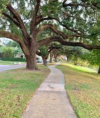 Tree Lined Walkways In Downtown Orlando Fl Downtown Orlando Winter Garden Orlando