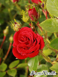 Image result for Rosa sp.