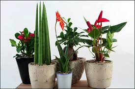 We did not find results for: Plantas De Interior Con Flor Para Decorar