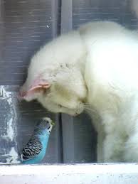 Magicalnaturetour Google Search Hayvanlar Hayvan Kediler Ve Yavrulari
