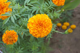 Find & download free graphic resources for marigold flower. 25 Best Front Door Plants Plants For Your Front Door