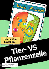 tierzelle und pflanzenzelle im vergleich unterrichtsmaterial im fach biologie pflanzenzelle zellen biologie