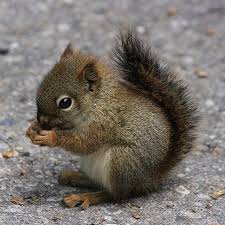 What Do Squirrels Like To Eat Squirrels Feeding Anifa Blog Animals Animals Beautiful Cute Animals