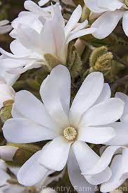 Star Magnolia Magnolia Stellata Syn Magnolia Kobus Var Stellata This Large Deciduous Shrub Or Small Tree With Magnolia Stellata Magnolia Trees To Plant