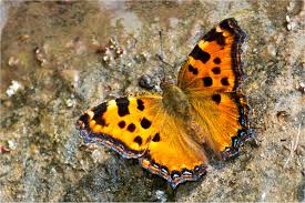 Nymphalis Polychloros Hayvanlar Kelebekler Ve Hayvanlar Alemi