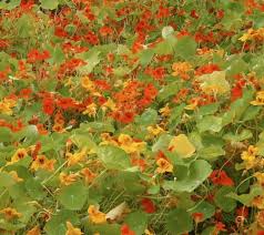 Image result for Tropaeolum majus