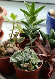 Identification can be tricky because the word succulent is a way of describing a plant, not a above: Could You Identify The 3 Long Tall Plants And The Red One Thanks Succulents