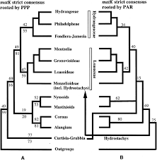 Image result for Hydrostachys insignis