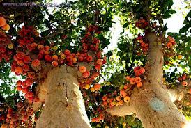 Image result for Ficus sycomorus