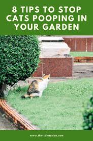 Cats need to be kept indoors with plenty of places to perch and look out, windows (or better yet a catio) to get fresh air, lots of toys. 8 Tips To Stop Cats Pooping In Your Garden