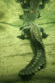 Potlandoregon Portlandzoo Alligator Reflection Underwater Reptile Dinosaur Photography Reptiles And Amphibians Swamp Water Animals