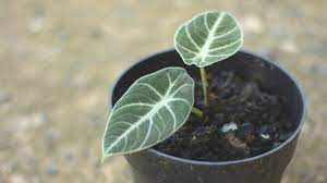 Alocasiablackvelvet #alocasiareginula black velvet alocasia latin: Alocasia Black Velvet Care Guide All You Need To Know