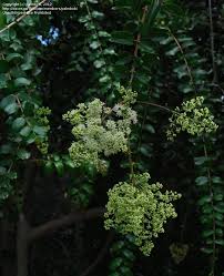 Image result for Galpinia