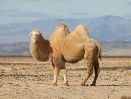 Their fur color varies from beige to dark brown. Wild Bactrian Two Humped Camel Camelus Ferus Population 600 In China 350 In Mongolia Status Critically Endangered Species Trends D Animals Bactr