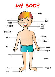 My Body Educational Info Graphic Chart For Kids Stock