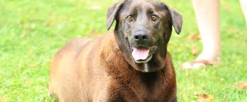 Maybe you would like to learn more about one of these? Dogs To Adopt Red Dog Farm Animal Rescue Network