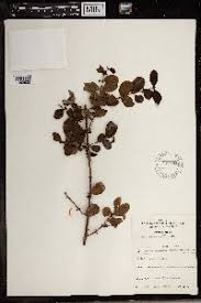 Image result for Phylica emirnensis