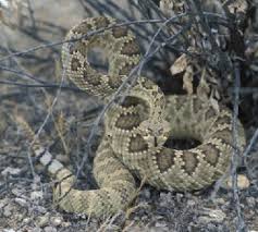 We did not find results for: Snakes Saguaro National Park U S National Park Service