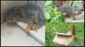 Saving A Baby Squirrel Youtube