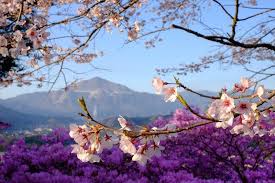 Gambar pemandangan taman bunga gambar pemandangan. 5 Spot Sakura Mekar Di Daerah Kanto Mampirlah Jika Kamu Berkunjung Ke Tokyo