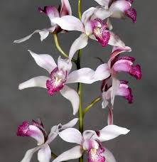 Image result for Selaginella versicolor