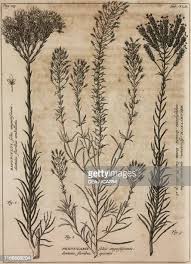 Image result for Hebenstretia dentata