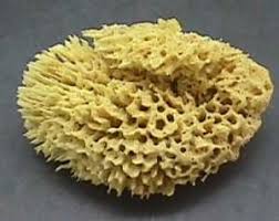 4-Le Porifera (ici Phylum Porifera), premier animal constitué d'une... |  Download Scientific Diagram