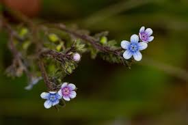 Image result for Cynoglossum lanceolatum