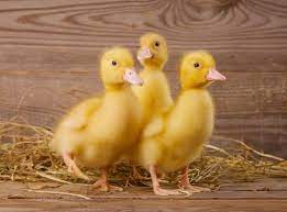 The american pekin, usually grown for meat, has a large and heavy body, and they're not known to be great flyers. White Pekin Ducks Waterfowl Hatchery Cackle Hatchery Pekin Duck Cute Animals Baby Ducks