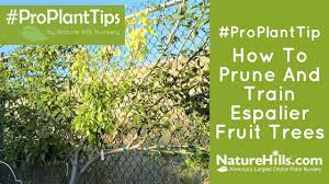 Always prune sweet cherry trees to a central leader or main leader. How To Prune And Train Espalier Fruit Trees Naturehills Com Youtube