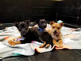 The chandler adoption center has adopted over 10,000 cats and dogs into our community, and is the chandler adoption center has everything a pet owner needs to keep their dog or cat healthy and happy where to adopt. Our Chandler Mall Arizona Animal Welfare League Spca Facebook