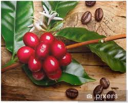 Coffee Plant Red Coffee Beans On A Branch Of Coffee Tree Poster Pixers We Live To Change