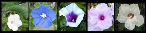 Image result for Convolvulaceae