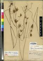 Image result for Cyperus tenuiculmis