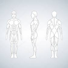 Repeat the exercise with your other foot in front. Full Length Muscle Body Front Back View Of A Standing Man Vector Illustration Isolated On White Background Premium Vector In Adobe Illustrator Ai Ai Format Encapsulated Postscript Eps Eps Format