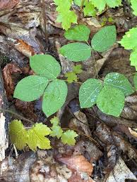 Image result for Hylodesmum