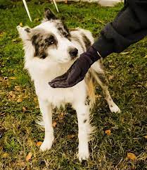 Adopt Referral Frio On Petfinder Australian Shepherd Australian Shepherd Mix Shepherd Mix Dog