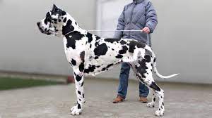 Like native american indian dogs, they are incredibly loyal, gentle creatures who love to be at your where to buy native american indian dog puppies. These Are 10 Indian Dog Breeds Youtube